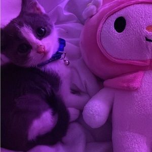 Meet your Posher, Cmelody